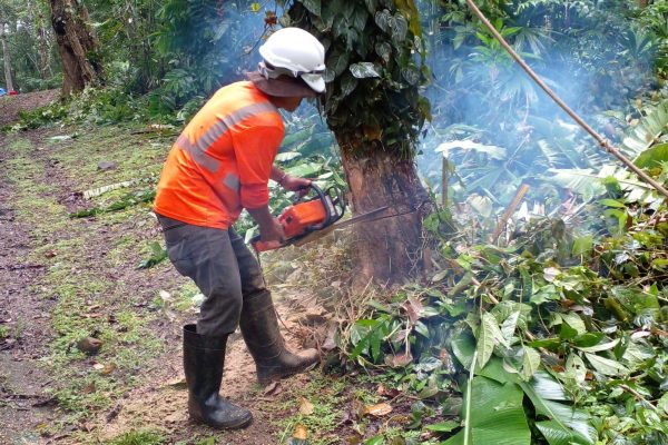 FORCE-Areas Verdes-4