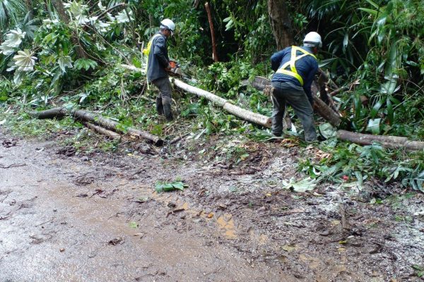 FORCE-Areas Verdes-5