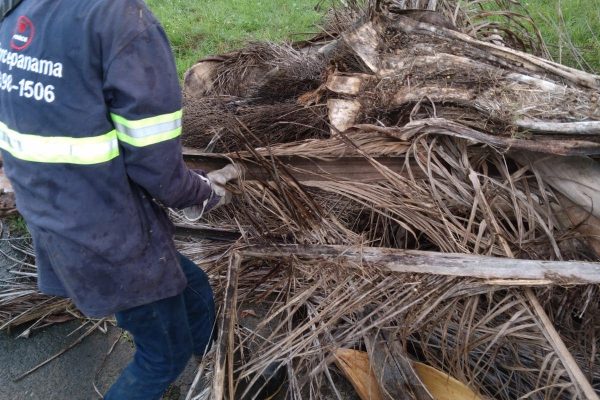 FORCE-Areas Verdes-9